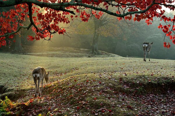 Two deer in the autumn rays of the sun