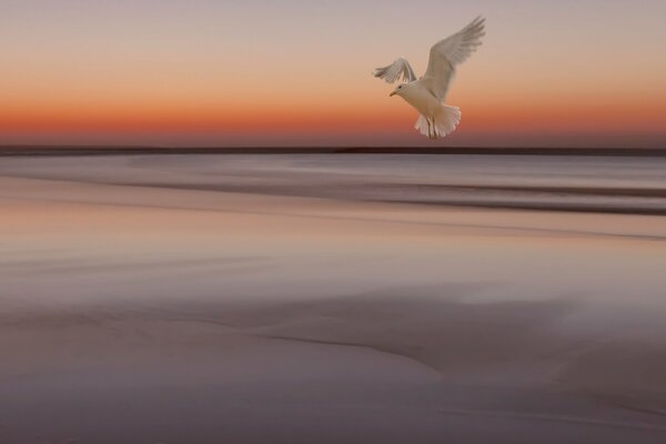 Volo del gabbiano sul mare durante il tramonto