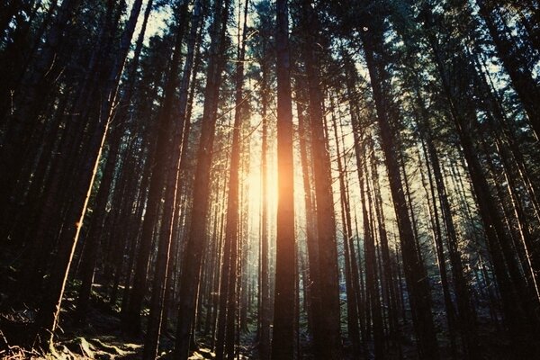 The middle of the forest, there are only trees around, the sun s rays embraced the beauty of nature