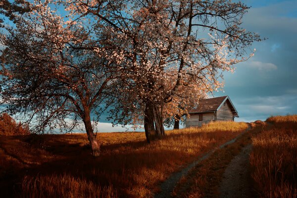 Alberi in fiore in primavera vicino alla casa
