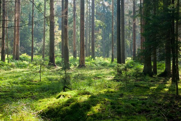 Bosque de verano verde cubierto de musgo
