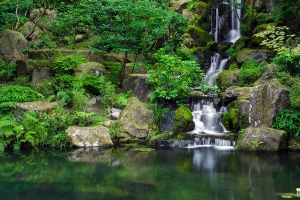 Pietre vicino all acqua nella foresta