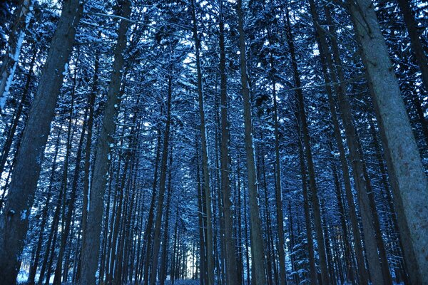 Tall trees in the evening in the forest