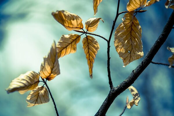 Sur la branche il y a les dernières feuilles la nature change le temps l hiver approche