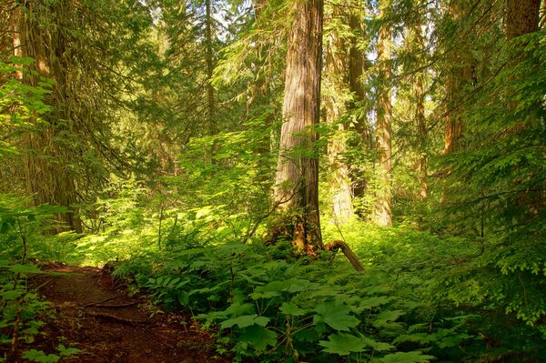 Sentier dans la forêt parmi les arbres puissants