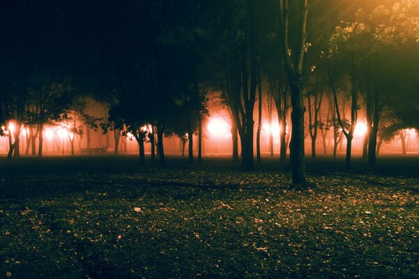 Bright evening lights in the park