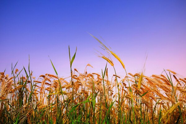 Ears of wheat in an open field
