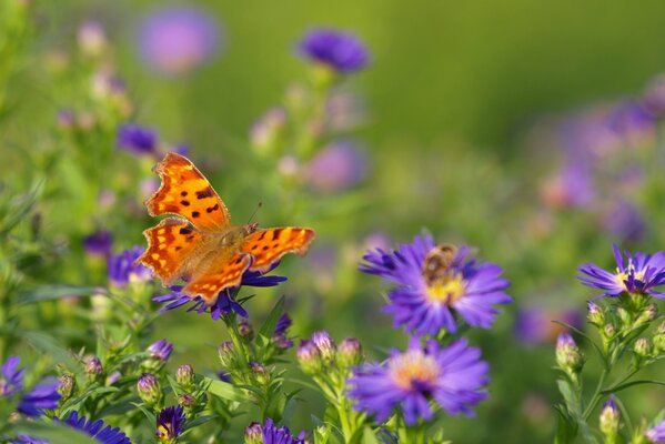 Farfalla con ali arancioni su Fiori sereni