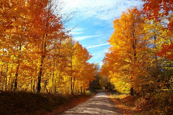ROUTE À TRAVERS LA FORÊT D AUTOMNE