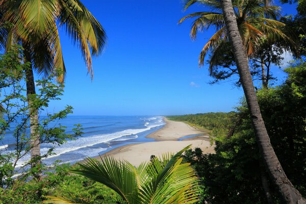 Costa del mar con palmeras y arbustos