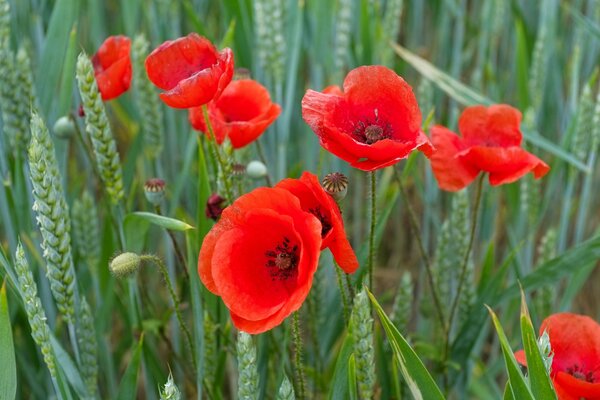 Helle schöne Mohnblumen auf dem Feld
