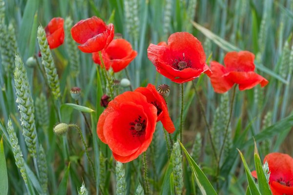 Bright beautiful poppies on the field