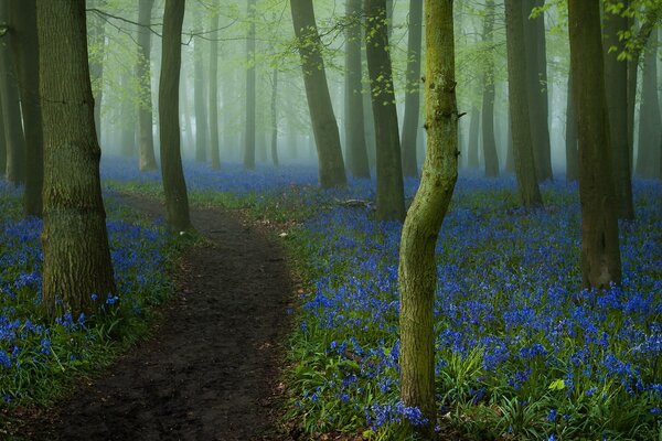 Camino del bosque en el fondo de flores azules