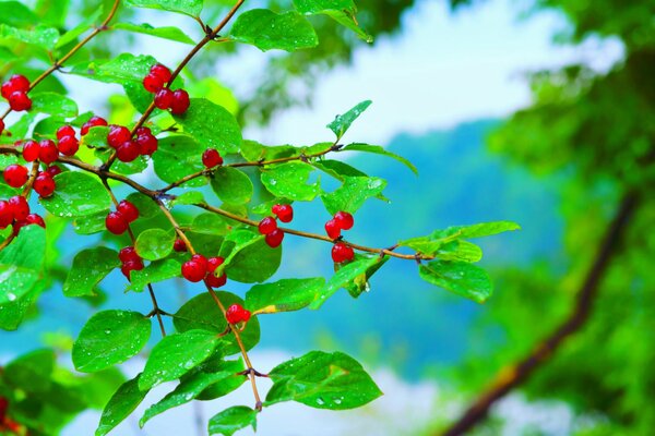 Red berries on a branch with raindrops