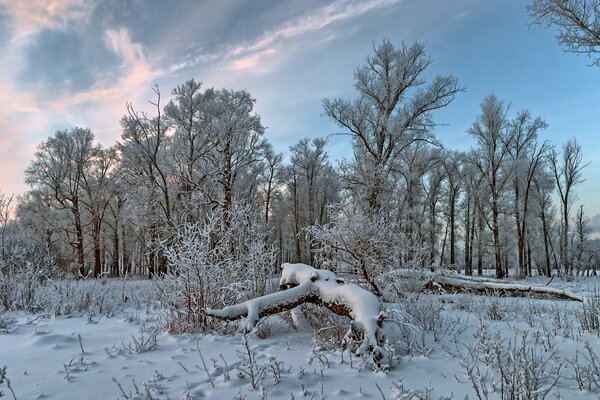 Bosque blanco en la nieve en invierno