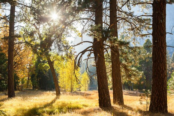 Yosemite Nationalpark Wald Bäume Strahlen Licht Sonne
