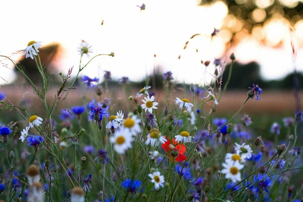 In summer, nature decorates the field with beautiful varieties of flowers such as daisies, green grasses, meadows and a clear sky with clouds like cotton wool