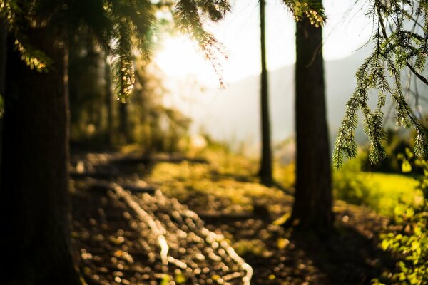 Branches de pin sur fond de forêt éclairée par le soleil