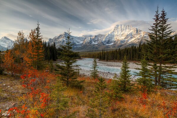 Foresta autunnale con vista sulle montagne