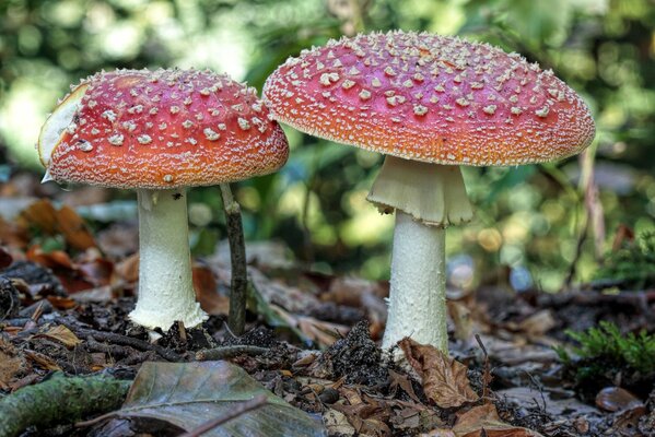No Amanita, sino un manjar para el alce