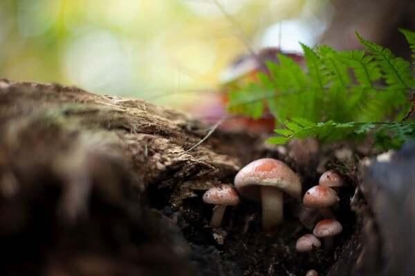 Funghi nella foresta sul ceppo natura