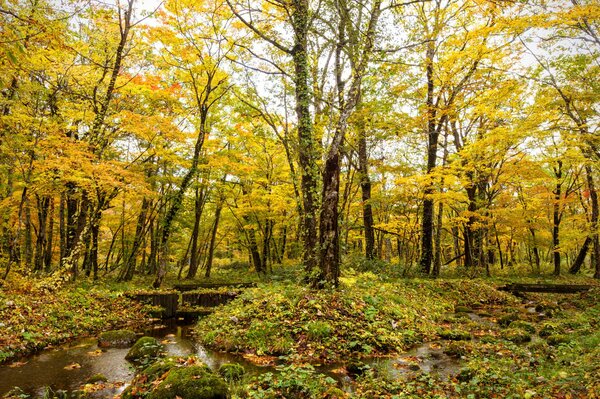 Autumn forest and a stream among the trees