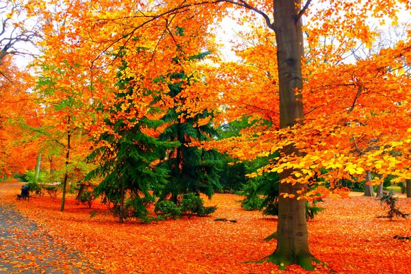 Viele bunte Herbstblätter im Park
