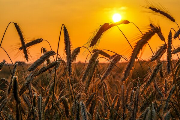 Sonnenuntergang auf dem Erntefeld