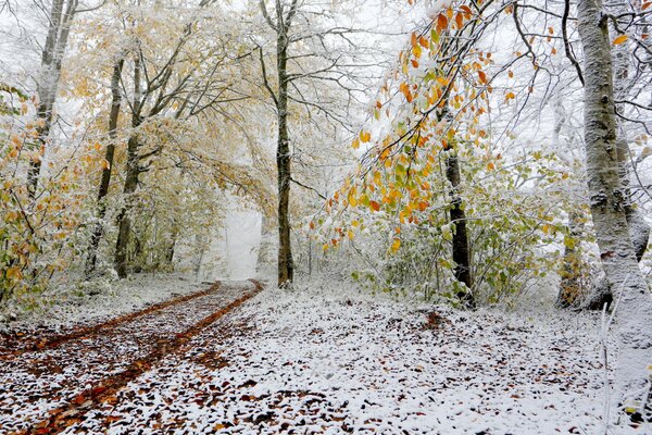 Snow-covered forest in late autumn