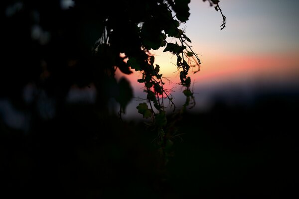 Branche d arbre au soleil couchant