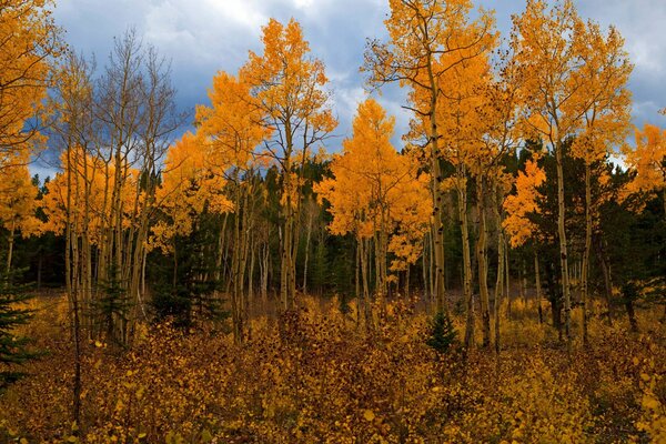 Foresta d oro con lettiera di foglie