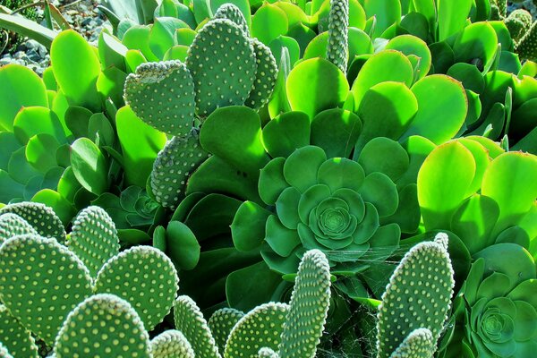 Hermosos cactus frondosos en el Jardín