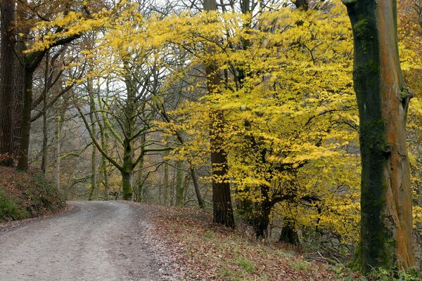 The road through the autumn forest