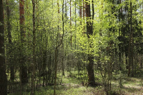 Der Frühlingsrand des Waldes in der Sonne