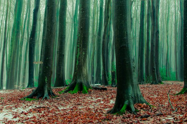 Foresta magica con foglie cadute in autunno