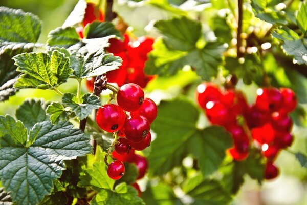 Baies lumineuses de groseilles rouges au soleil