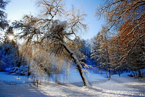 Winter picture of trees and snow