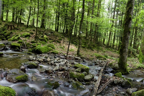 Flussfluss im Wald unter Bäumen