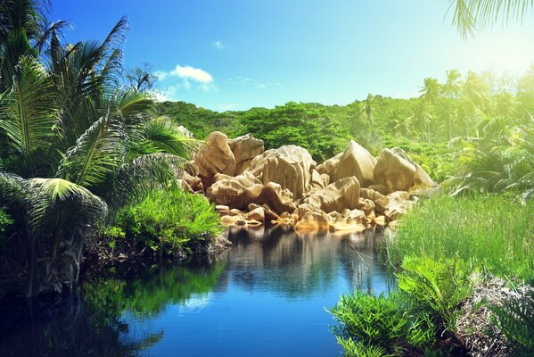 Lac et pierres dans la jungle tropicale