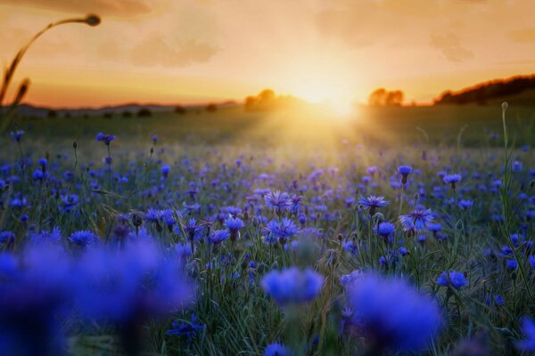 Morning sunrise with flowers