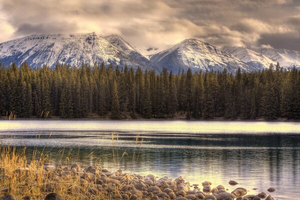 Forest on the background of snow-capped mountains