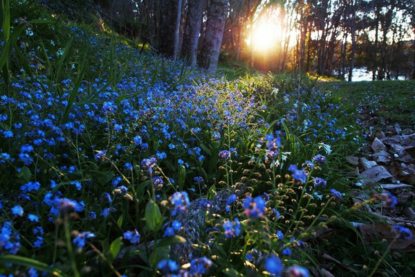 Eine Lichtung mit Blumen im Morgengrauen