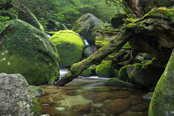 Piedras y árboles cubiertos de musgo