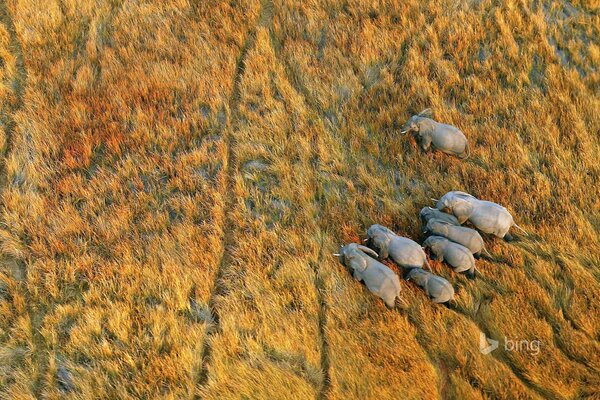 Elefantes africanos en el Delta del río Okavango