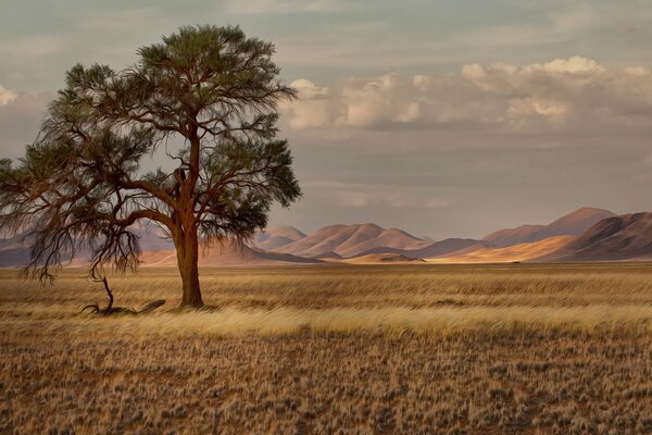 Piękna przyroda Namibii z widokiem na góry
