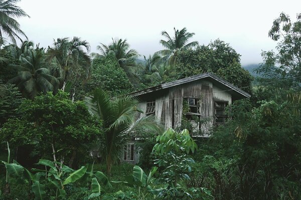 Casa de madera en la selva