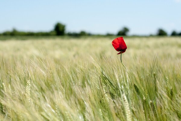 A lonely poppy in a field among the ears