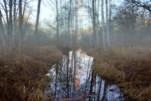 Caminar temprano en la mañana brumosa en el bosque
