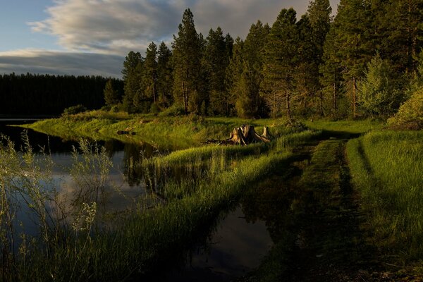 An irresistible river surface, along a forest road