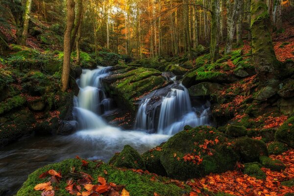 Ruisseaux dans la forêt d automne